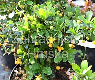 dřišťál - Berberis buxifolia 'Nana'