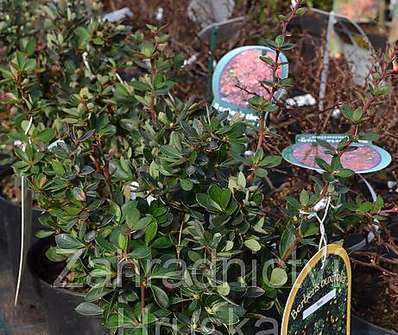 dřišťál - Berberis buxifolia 'Nana'