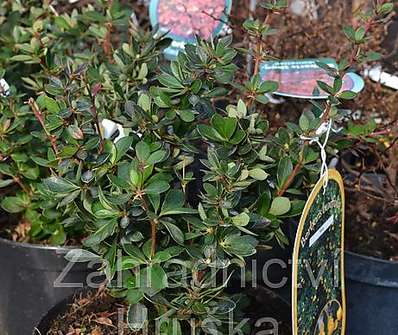 dřišťál - Berberis buxifolia 'Nana'