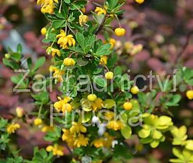 dřišťál - Berberis buxifolia 'Nana'