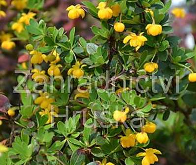 dřišťál - Berberis buxifolia 'Nana'