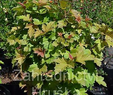 kalina - Viburnum opulus 'Nanun'