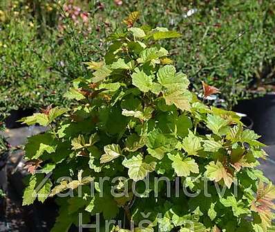 kalina - Viburnum opulus 'Nanun'