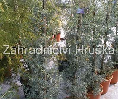 cypřiš - Cupressus arizonica 'Glauca'