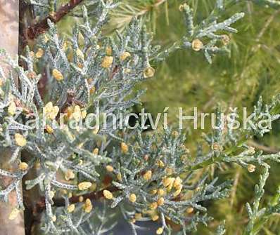 cypřiš - Cupressus arizonica 'Glauca'