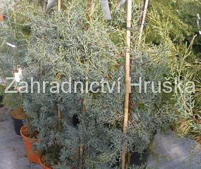 cypřiš - Cupressus arizonica 'Glauca'