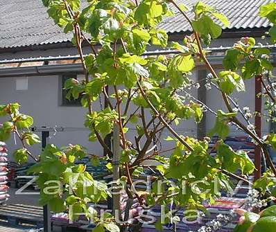 lípa - Tilia cordata 'Winter Orange'