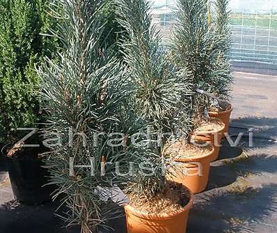 Borovice - Pinus sylvestris 'Fastigiata'