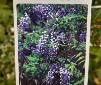 vistárie - Wisteria sinensis 'Prolific'