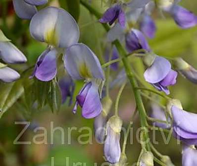 vistárie - Wisteria floribunda 'Domino'