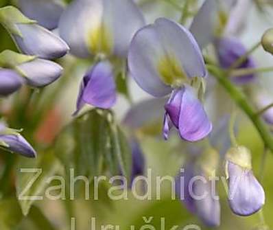 vistárie - Wisteria floribunda 'Domino'