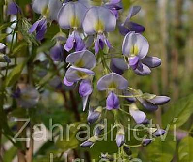 vistárie - Wisteria floribunda 'Domino'