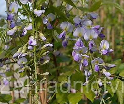 vistárie - Wisteria floribunda 'Domino'