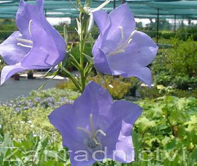 Campanula persicifolia Telham Beauty