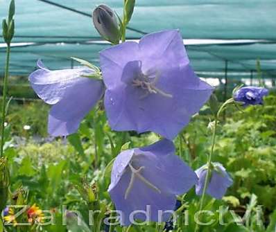 Campanula persicifolia Telham Beauty