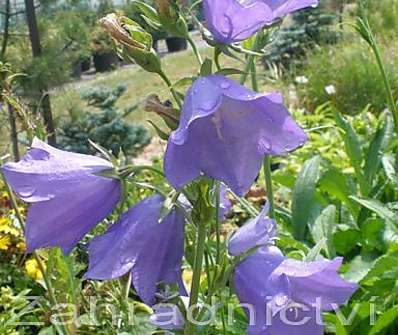 Campanula persicifolia Telham Beauty