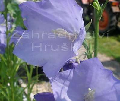 Campanula persicifolia Telham Beauty