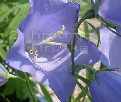 Campanula persicifolia Telham Beauty