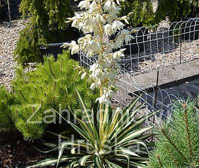 Yucca Color Quard