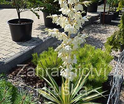 Yucca Color Quard