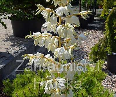 Yucca Color Quard