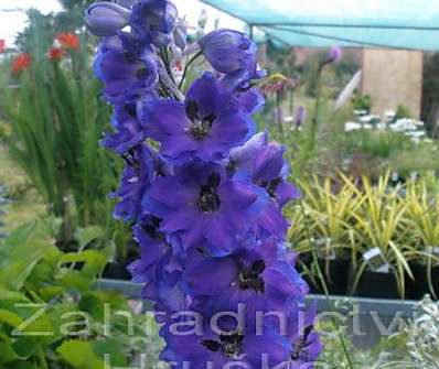 Delphinium Excalibur Dark Blue / Black Bee