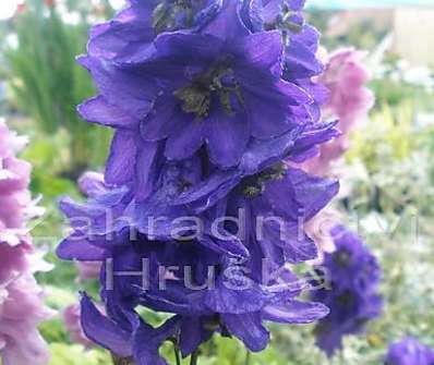 Delphinium Excalibur Dark Blue / Black Bee