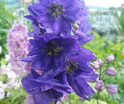 Delphinium Excalibur Dark Blue / Black Bee