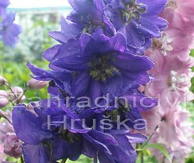 Delphinium Excalibur Dark Blue / Black Bee