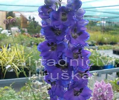 Delphinium Excalibur Dark Blue / Black Bee