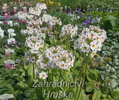 Primula japonica Appleblossom