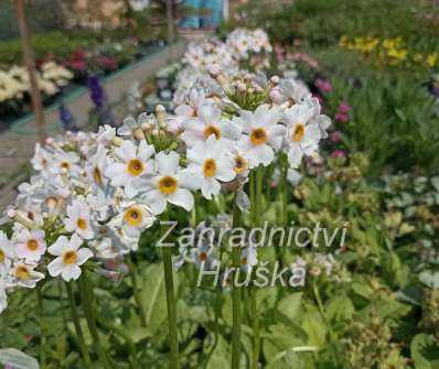 Primula japonica Appleblossom