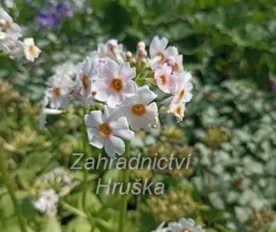 Primula japonica Appleblossom