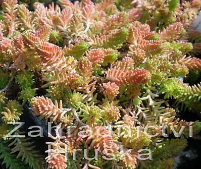 Sedum sexangulare Yellow