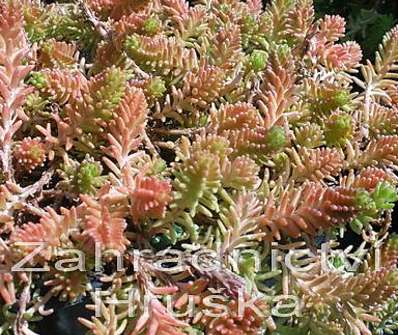 Sedum sexangulare Yellow