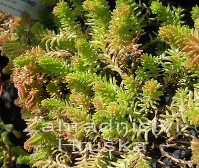 Sedum sexangulare Yellow