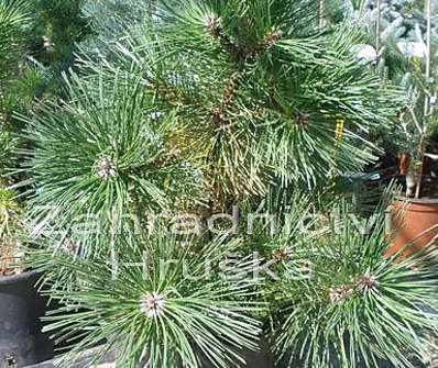 Borovice - Pinus nigra 'Strypemonde'....