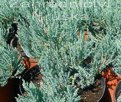 jalovec - Juniperus horizontalis 'Hughes'