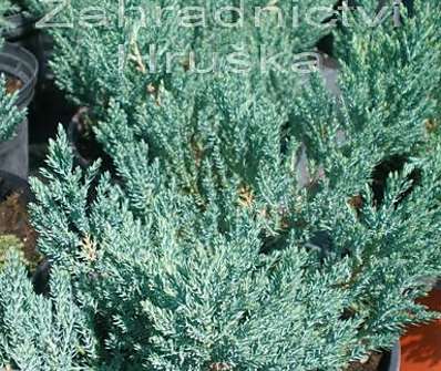 jalovec - Juniperus horizontalis 'Hughes'