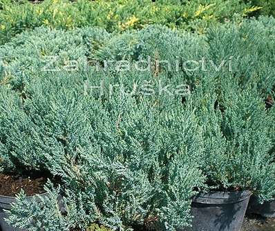 jalovec - Juniperus horizontalis 'Hughes'