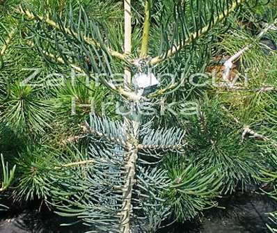 jedle - Abies concolor 'Fastigiata'