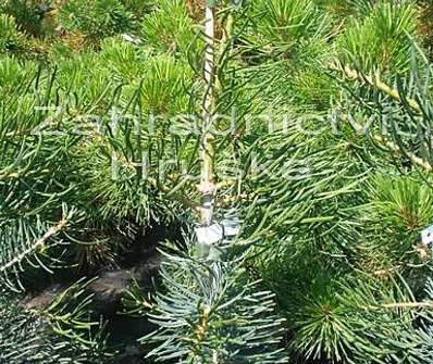 jedle - Abies concolor 'Fastigiata'