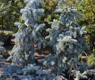 smrk - Picea pungens 'Prostrata'