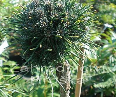 Borovice - Pinus pseudostrobus 'Buřinka' KM