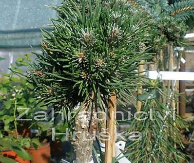 Borovice - Pinus pseudostrobus 'Buřinka' KM