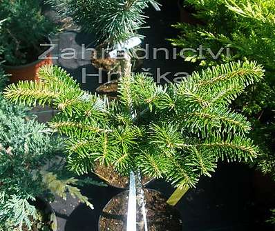 jedle - Abies alba 'Lucia' KM