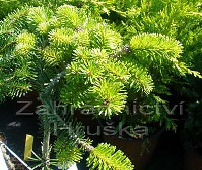 jedle - Abies alba 'Lucia' KM