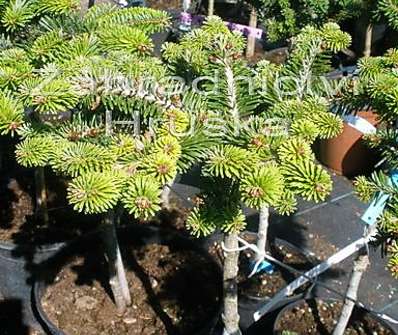 jedle - Abies alba 'Lucia' KM