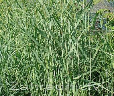 proso - Panicum virgatum 'Heavy Metal'