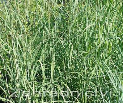 proso - Panicum virgatum 'Heavy Metal'